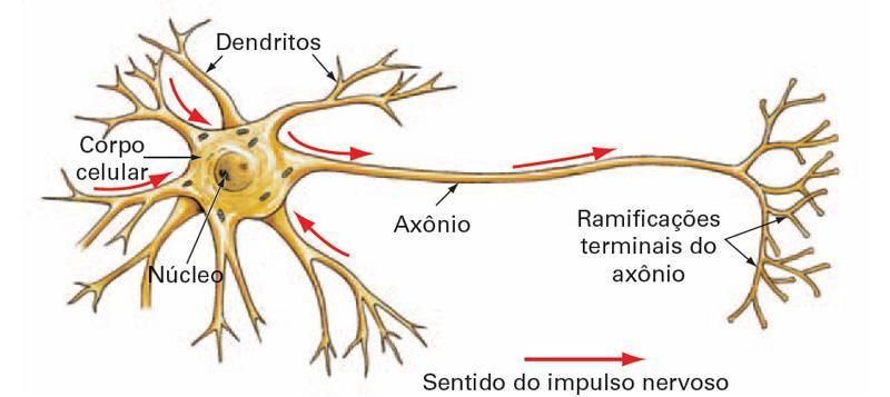 Neurônio biológico